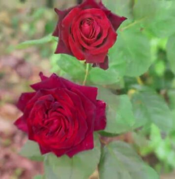 My Heart Of Hearts by Brian Meson